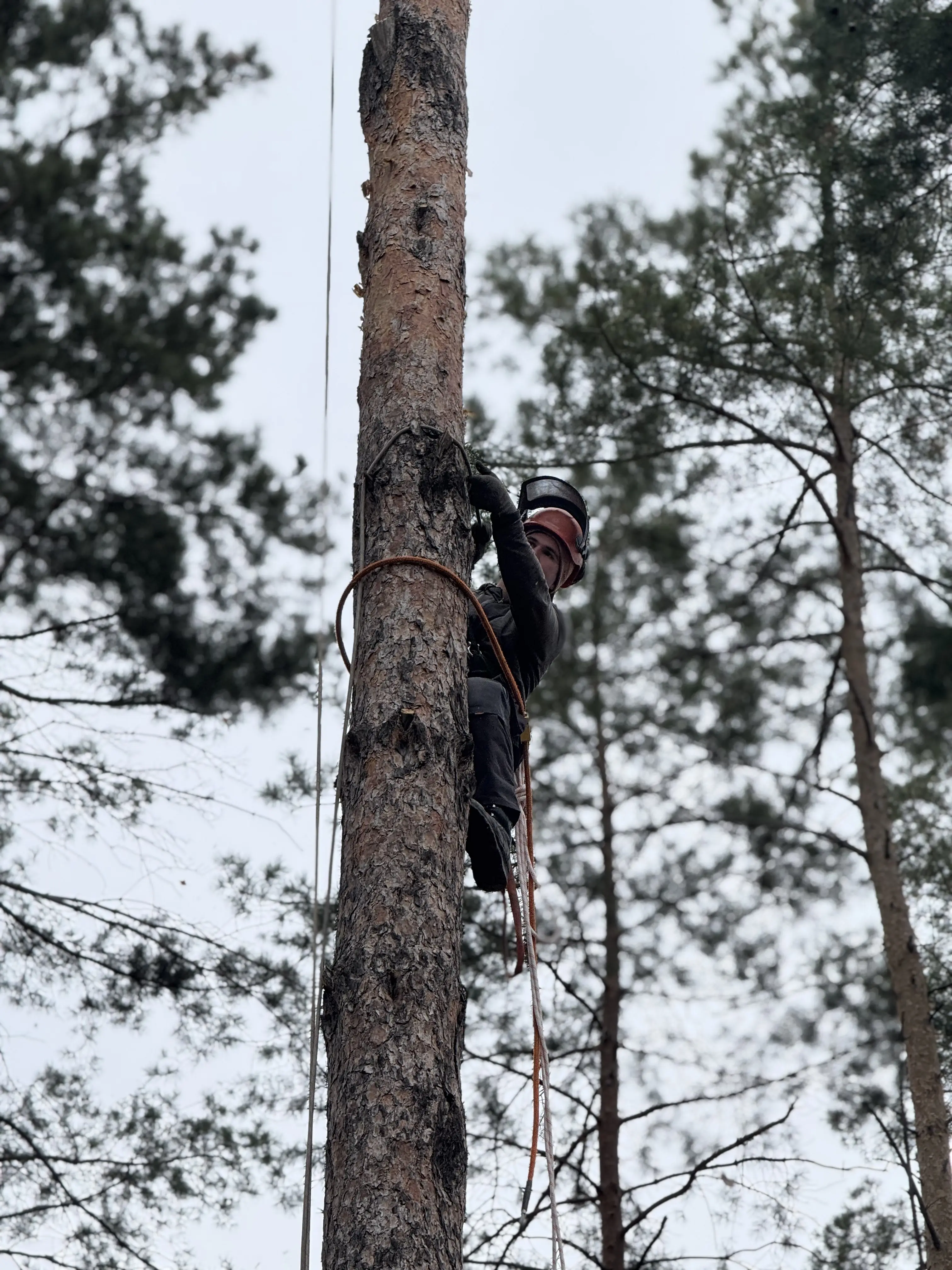 Чистка дерев від сухих гілок 