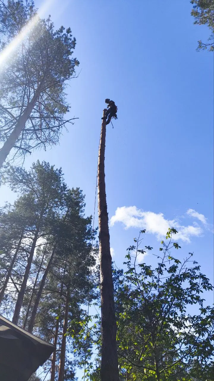 Видалення дерева